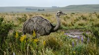 Large flightless bird walking through natural grassland habitat with yellow wildflowers and rolling hills in background on overcast day.