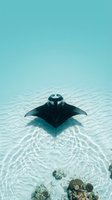 Majestic manta ray gliding gracefully over crystal clear turquoise waters above coral reef in tropical ocean paradise for marine wildlife photography.