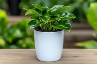 Lush green philodendron houseplant with glossy heart-shaped leaves growing in modern white ceramic pot on wooden surface against blurred natural background.
