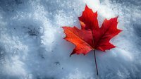 Vibrant red maple leaf resting on fresh snow creates dramatic winter contrast, highlighting seasonal change and natural beauty in cold weather setting.