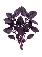 Dark purple basil plant with multiple stems and pointed leaves isolated on white background, suitable for culinary, botanical, and design projects.