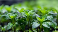 Fresh green seedlings with water drops on leaves growing in rows, macro photography showing natural morning dew and new plant growth in springtime garden.