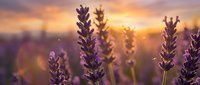 Purple lavender flowers blooming in field during golden sunset with warm bokeh light effects and soft focus background for aromatherapy and wellness concepts.