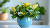 Dwarf rubber plant with yellow and green variegated leaves in modern blue ceramic pot against blurred interior background, fresh home decor arrangement.