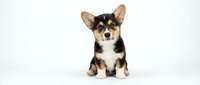 Adorable tricolor puppy sitting on white background, isolated cute young dog with black tan and white fur, pet portrait for design projects.