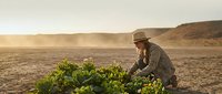 Young farmer in hat examining green crops in arid desert landscape during golden hour sunrise, sustainable agriculture in challenging environment.