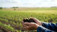 Farmer holding rich soil in hands over green crop field, representing agriculture, sustainability, and land management practices.