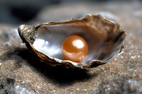 Single golden pearl resting in opened oyster shell with pearly interior, dramatic lighting highlights natural luster and organic texture on stone surface.