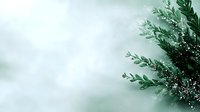 Winter evergreen branches with snow on soft green background for holiday seasonal decorations and festive greeting cards.