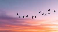 Flock of birds flying in V formation against dramatic sunset sky with purple pink orange clouds creating peaceful migration scene for nature backgrounds.