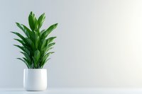 Lush green dracaena plant in modern white ceramic pot against minimal light background, copy space for wellness and lifestyle design projects.