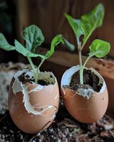 Young seedlings growing in eggshells as eco-friendly biodegradable pots, sustainable gardening concept for home planting and zero waste lifestyle.