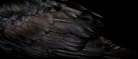Dark iridescent bird feathers with metallic sheen displaying natural texture and layered plumage pattern against black background for wildlife design projects.