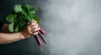Fresh organic beetroot with green leaves held in hand against gray textured background, suitable for healthy eating, farm produce, and organic food marketing materials.