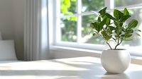 Green plant in round white ceramic pot on windowsill with natural sunlight casting soft shadows. Minimalist home decor setting creates peaceful atmosphere.
