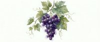 Purple grape cluster with green leaves and vine tendrils on white background. Watercolor botanical illustration for wine labels, kitchen decor, food packaging.