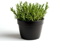 Fresh rosemary herb growing in black plastic pot isolated on white background, aromatic culinary plant with green needle-like leaves for cooking and gardening.