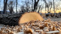 Freshly cut tree log section on ground with sawdust and wood chips, dramatic low angle view against blurred forest background at sunset, natural lumber concept.
