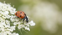 Red ladybug beetle on white flower blossoms with soft green background. Macro nature photography showing insect pollinator on delicate petals.