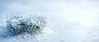 Frosted pine branch covered in white snow and ice crystals on winter background with soft bokeh lights creating magical holiday atmosphere for seasonal decorations.