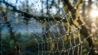 Morning dew drops on spider web with golden sunlight creating natural bokeh effect in outdoor garden setting for nature photography and design projects.
