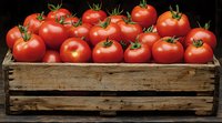 Fresh ripe red tomatoes with green stems arranged in rustic wooden crate against dark background, dramatic lighting highlights natural produce texture.