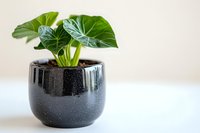 Lush green philodendron plant with heart-shaped leaves growing in modern black ceramic pot against light background, minimalist home decor and houseplant styling.