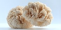 Natural sea sponge with textured surface isolated on white background for spa wellness skincare and bathroom accessories design projects.