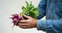 Farmer holding fresh purple radishes with green leafy tops and soil on roots, wearing denim shirt, isolated on white background for agricultural, organic produce, and farming concepts.