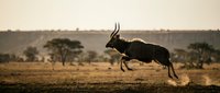 Powerful black wildebeest leaping across dusty African savanna landscape during golden hour with acacia trees and mountains in background.