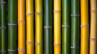 Vibrant green and yellow bamboo stalks arranged in vertical pattern showing natural nodes and segments, creating striking contrast and organic texture for spa designs.