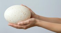 Hands holding speckled egg isolated on white background, suitable for Easter designs, greeting cards, and educational materials.