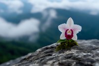 White orchid flower blooming on mossy rock with blurred mountain landscape background. Nature photography concept for wellness and tranquility themes.