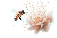 Honey bee flying near delicate pink flower with visible pollen, showcasing pollination process in nature on white background.