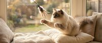 Playful cat with cream and brown coloring sitting on cushions by window, batting at feather toy with paws raised in joyful interaction.