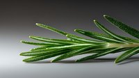 Fresh rosemary sprig with water droplets on dark background, aromatic culinary herb macro photography showing detailed texture and moisture.
