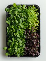 Fresh microgreens assortment in black plastic container including green sunflower shoots, purple radish sprouts and lettuce seedlings on white background.