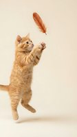 Orange tabby kitten jumping and playing with feather toy on neutral background, playful pet behavior captured in studio setting for animal lovers.