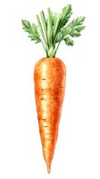 Fresh orange carrot with green leafy tops isolated on white background. Suitable for culinary, nutrition, organic produce, and healthy eating design projects.