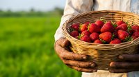 Farmer holding wicker basket filled with fresh ripe strawberries in agricultural field during harvest season, suitable for food, agriculture, and farming content.