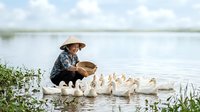 Young Asian female farmer in straw hat feeding flock of white ducks and geese in shallow water near reeds, rural agricultural scene for farming and livestock content.