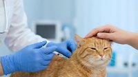 Veterinarian in blue gloves administering vaccine injection to calm ginger cat held by owner at animal clinic.