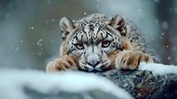 Majestic snow leopard with piercing blue eyes resting on snowy ledge during snowfall, close-up portrait showing detailed facial features and spotted fur pattern.
