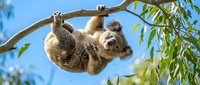 Adorable koala hanging upside down from eucalyptus branch against blue sky, showcasing Australian wildlife in natural habitat for educational content.