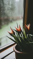 Orange tulip buds in terracotta pot on rainy windowsill, moody atmospheric composition with water droplets on window and soft natural lighting.