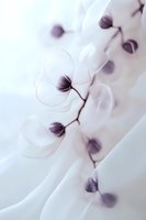 Delicate translucent lunaria flowers in soft purple and white tones create ethereal composition with flowing fabric backdrop, capturing dreamy botanical elegance.