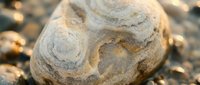 Weathered stone with natural swirl patterns on sandy beach surface creates organic texture for nature backgrounds and geological concepts.