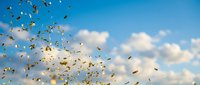 Large flock of birds flying against bright blue sky with white clouds creating dynamic wildlife migration scene for nature and freedom concepts.
