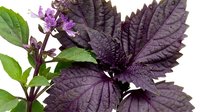Purple basil plant with vibrant violet leaves and small pink flowers isolated on white background for culinary and gardening designs.