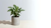 Potted dieffenbachia houseplant with variegated green and white leaves in modern concrete planter on white surface against neutral background for home decor.